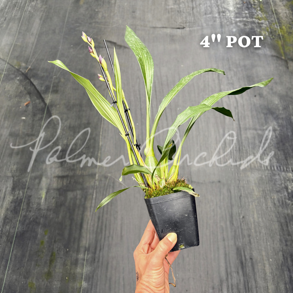 Zns. Cynosure — Palmer Orchids